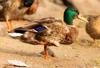 Duck Lomond.jpg