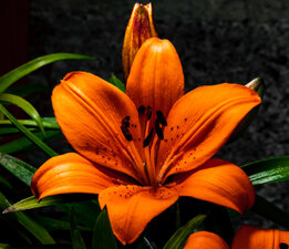 Orange Lilly.jpg
